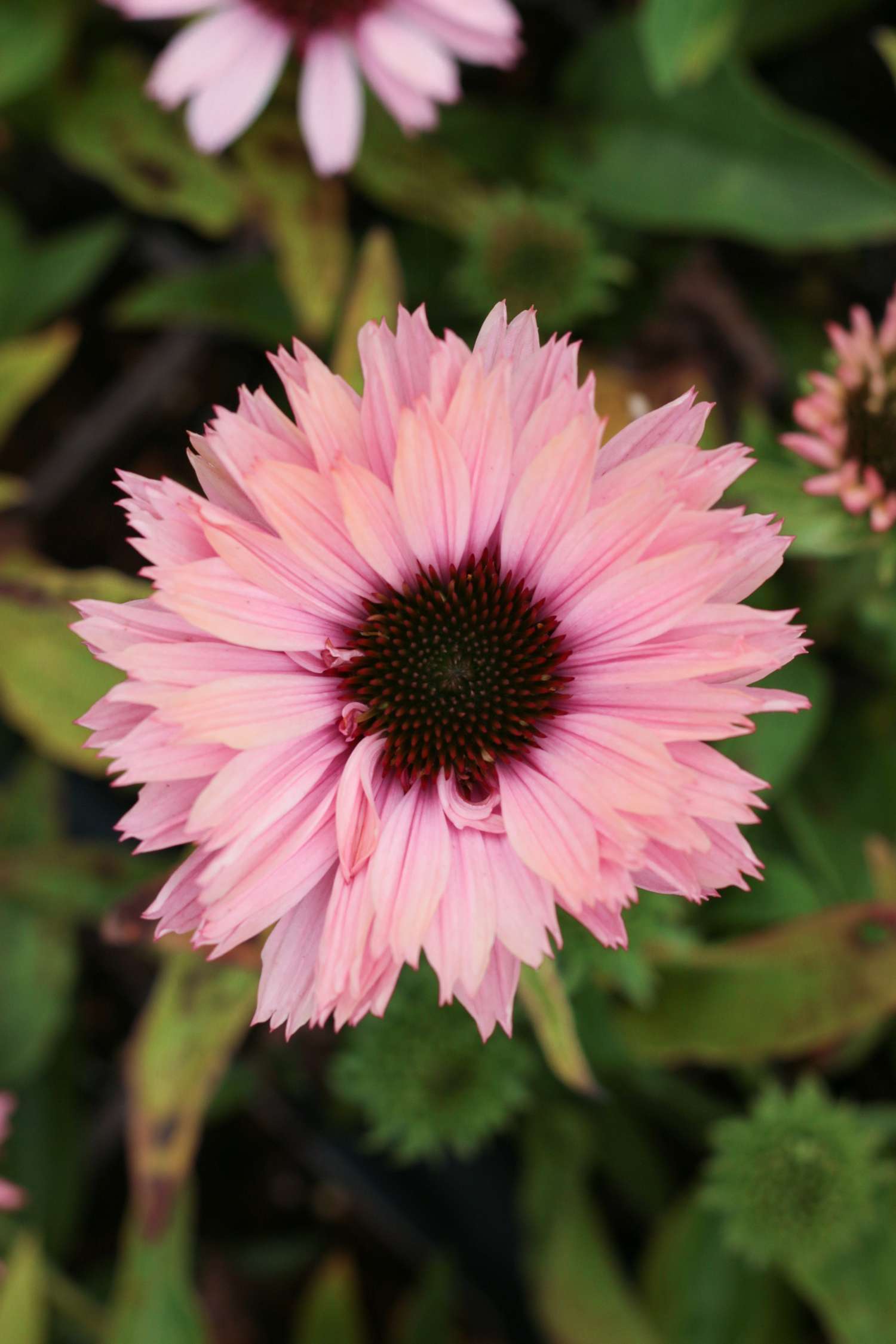 Punahattu 'SunSeekers Salmon'